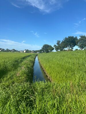 図7.　北浦眼前の水田と北浦の堤防
