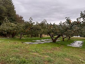 図4　星越郷の柿農家